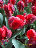 tulip